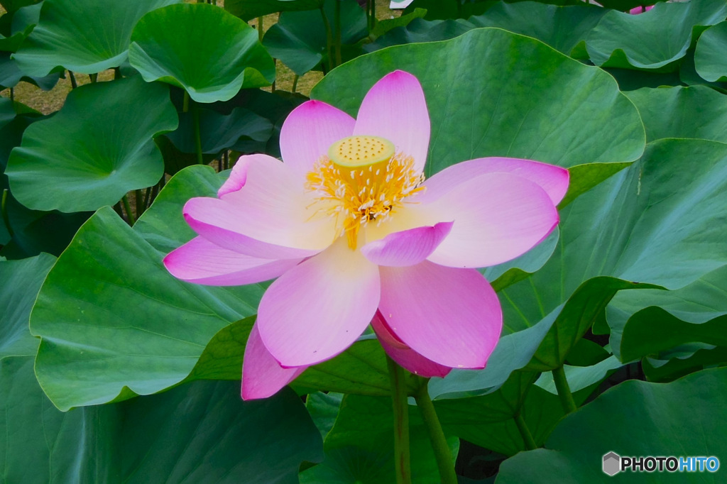 以前撮影したハスの花 23-272