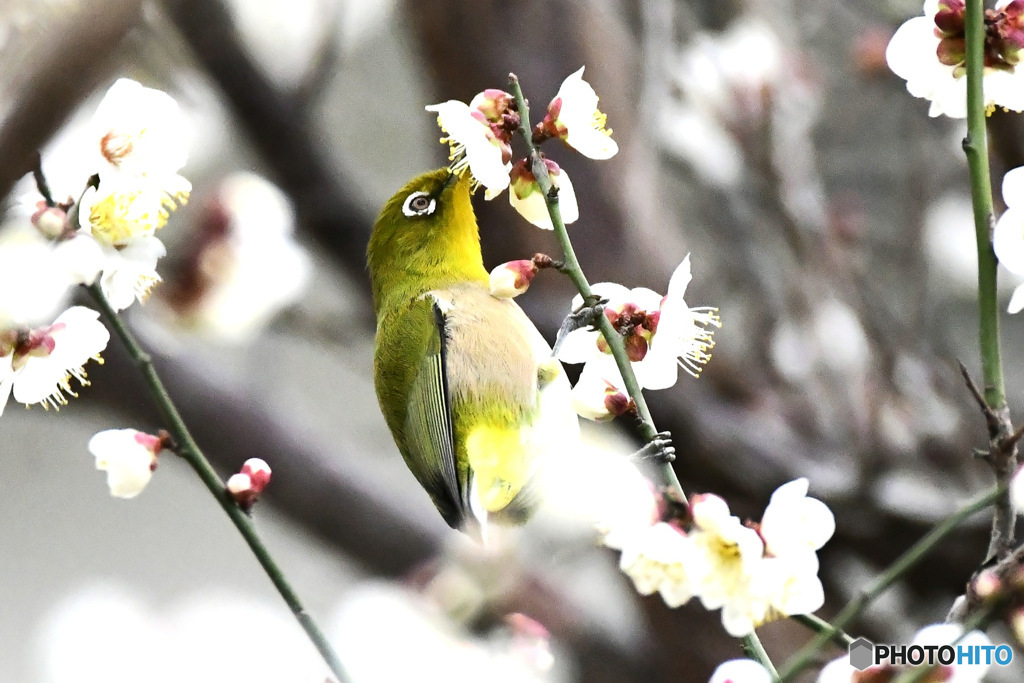 野山の鳥  ウメジロー  ⑥