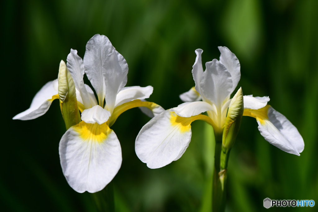 仲良く白アヤメの花  21-326