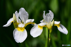 仲良く白アヤメの花  21-326