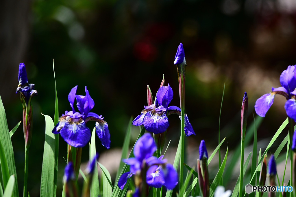 庭に咲いたアヤメの花