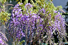 段々と藤の花らしくなって来ました