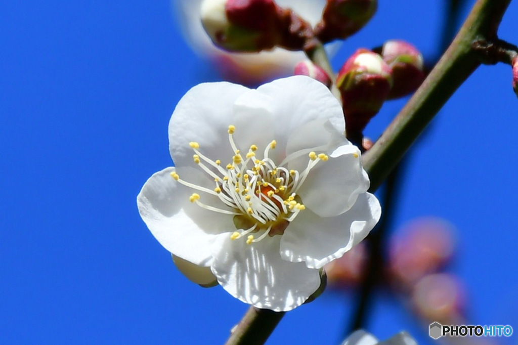 庭に咲いた白梅  