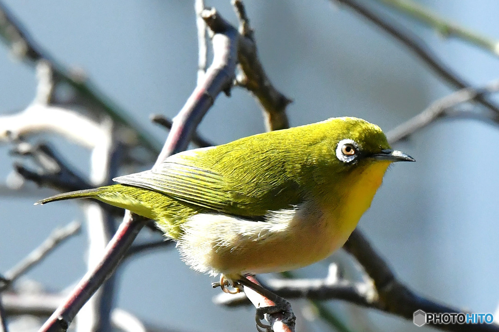 野山の鳥  メジ君