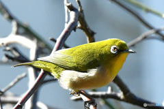 野山の鳥  メジ君