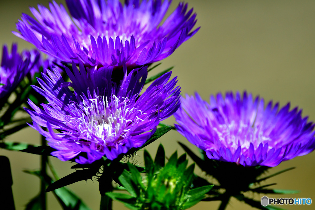 庭に咲いた花 23-273