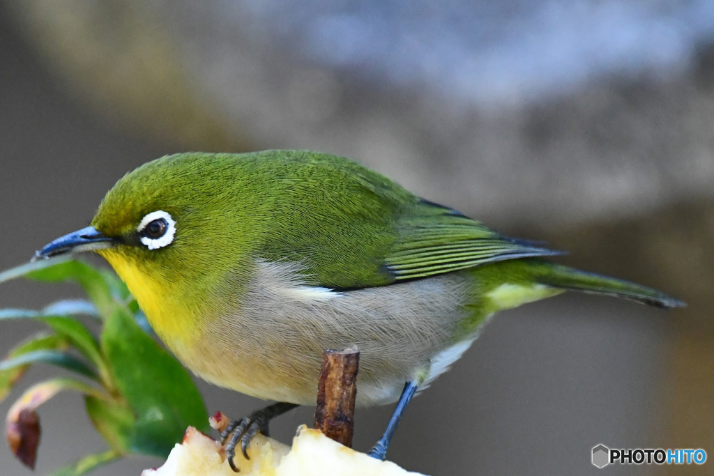 野山の鳥 メジ君