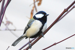   野山の鳥  四十雀さん  