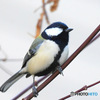 野山の鳥  四十雀さん