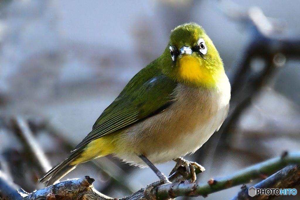 野山の鳥  21-289