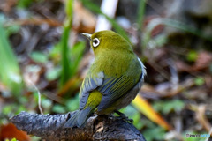 野山の鳥  メジ君 