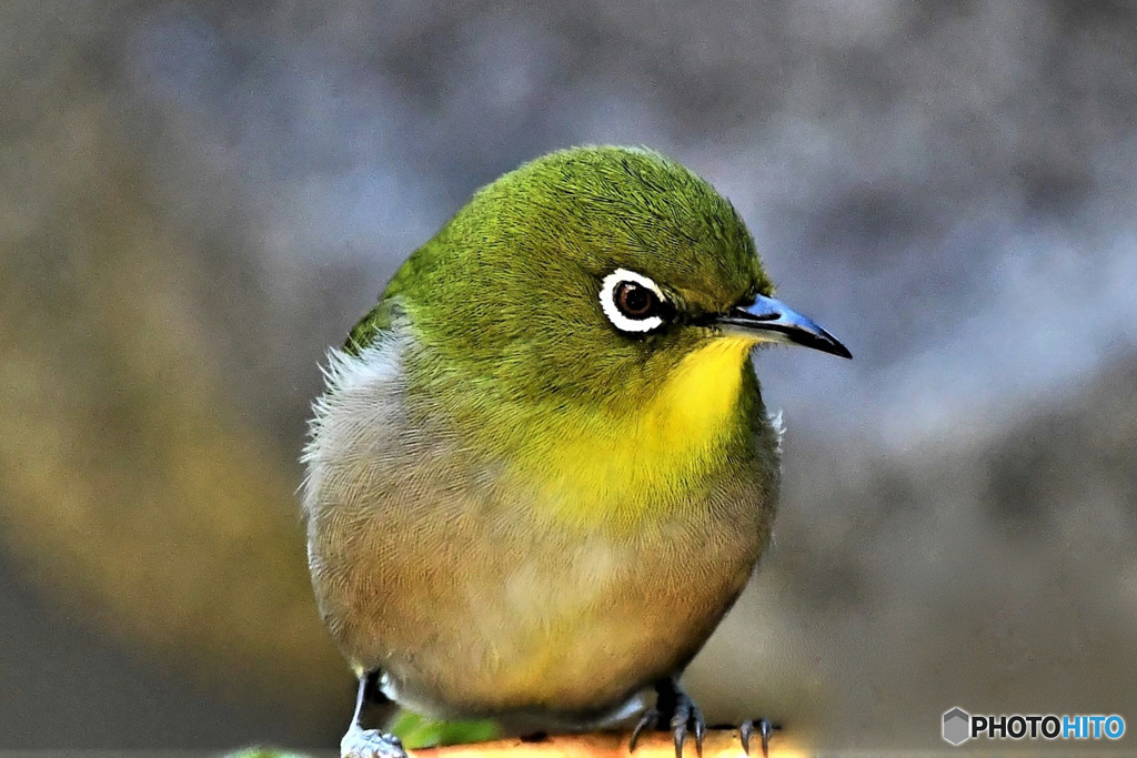 野山の鳥 22-046 メジ君