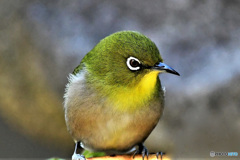野山の鳥 22-046 メジ君