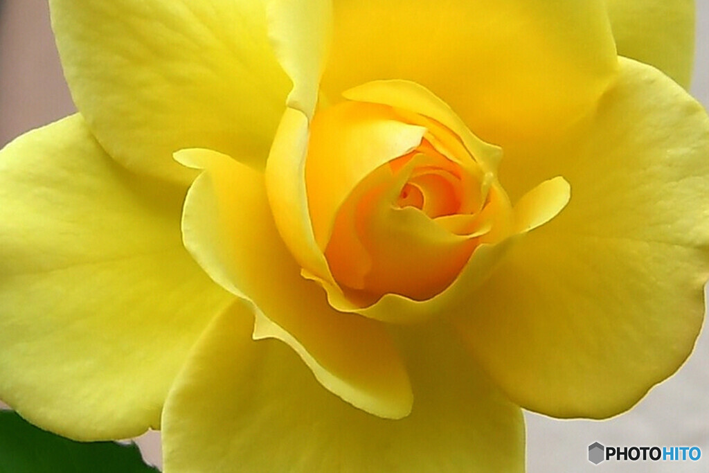 街に咲く黄色い薔薇  ③  689