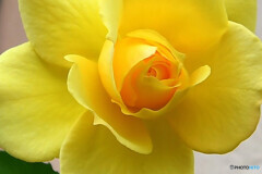街に咲く黄色い薔薇  ③  689