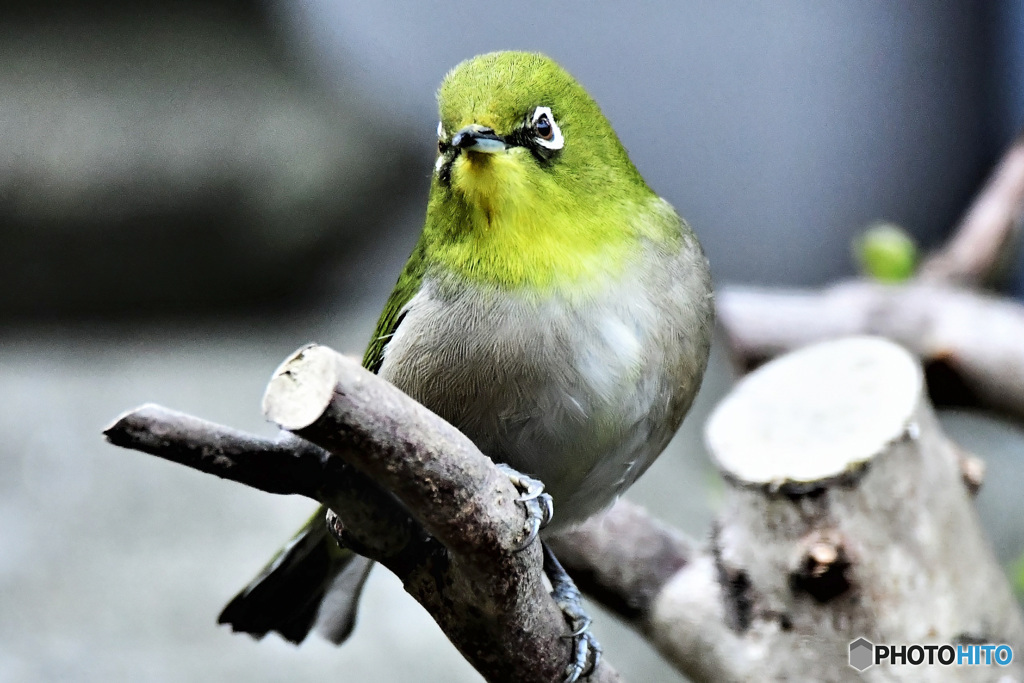 野山の鳥 22-156 メジ君