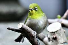 野山の鳥 22-156 メジ君