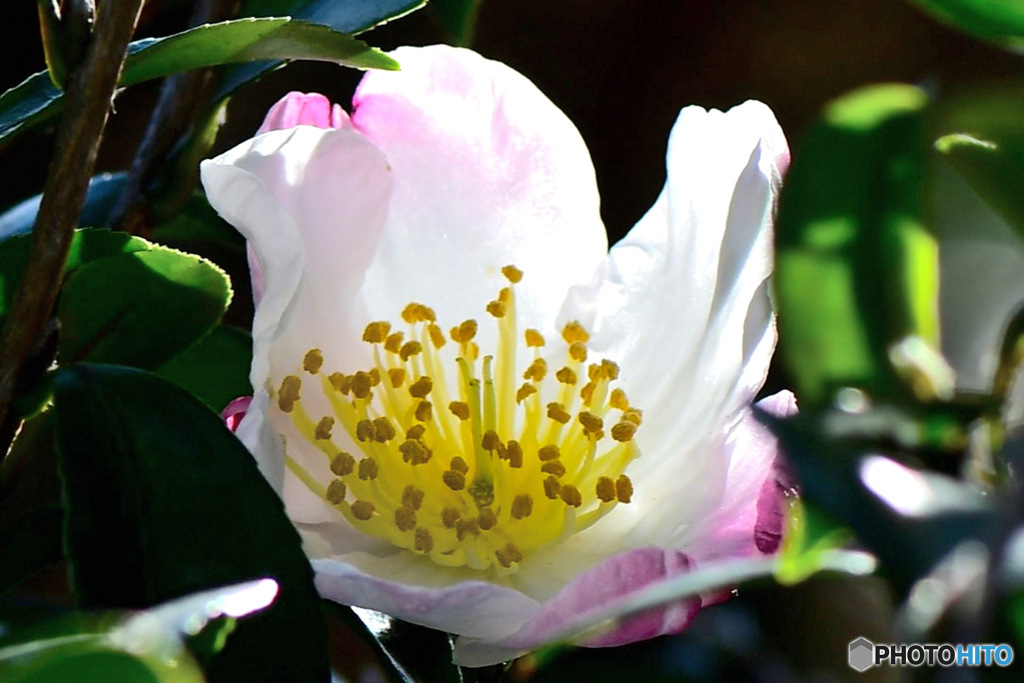 透過した山茶花の花 