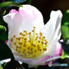 透過した山茶花の花 