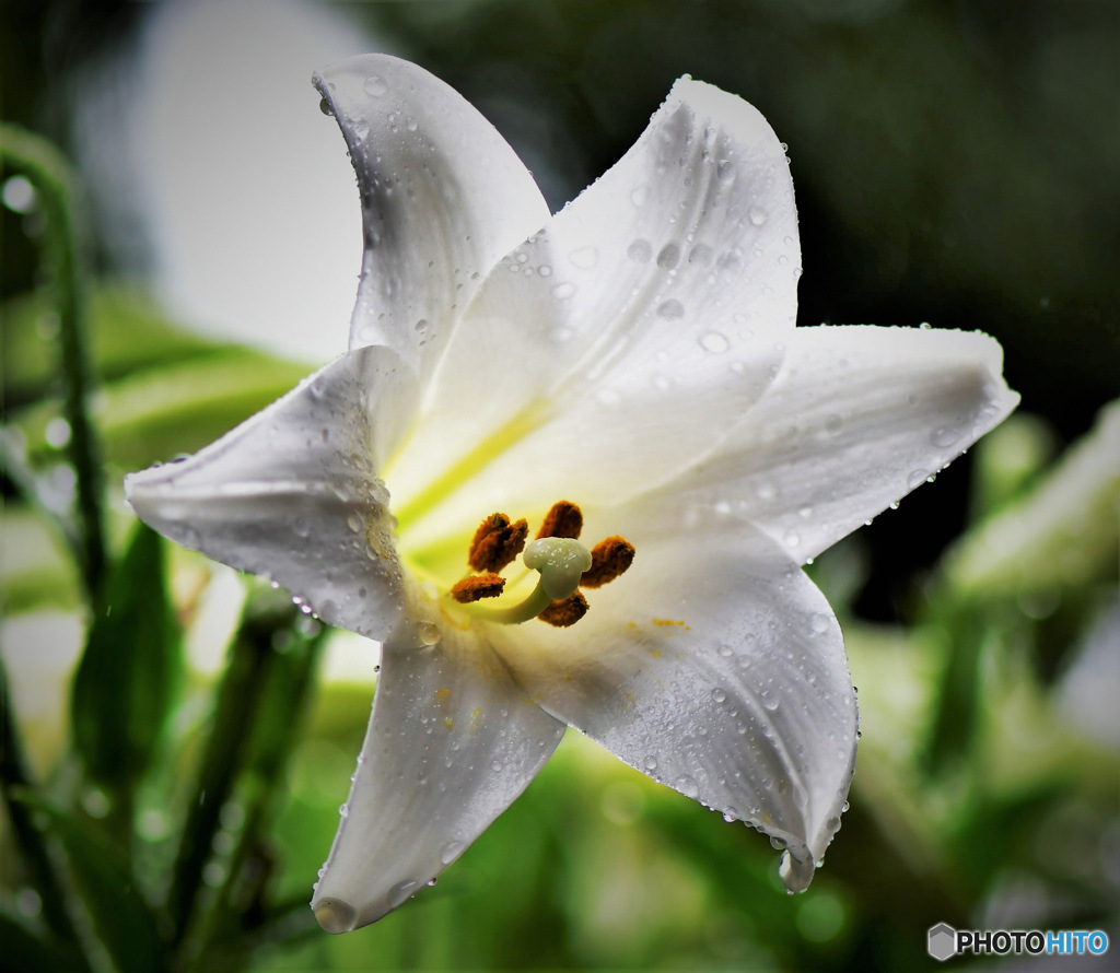 雨に打たれたユリの花 23-253
