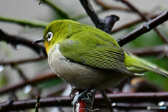 野山の鳥  21-323  メジ君