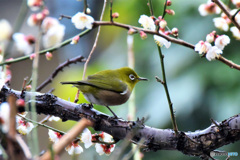 野山の鳥  21-295