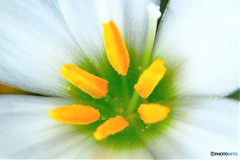 白い花の蕊  21-535
