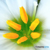 白い花の蕊  21-535