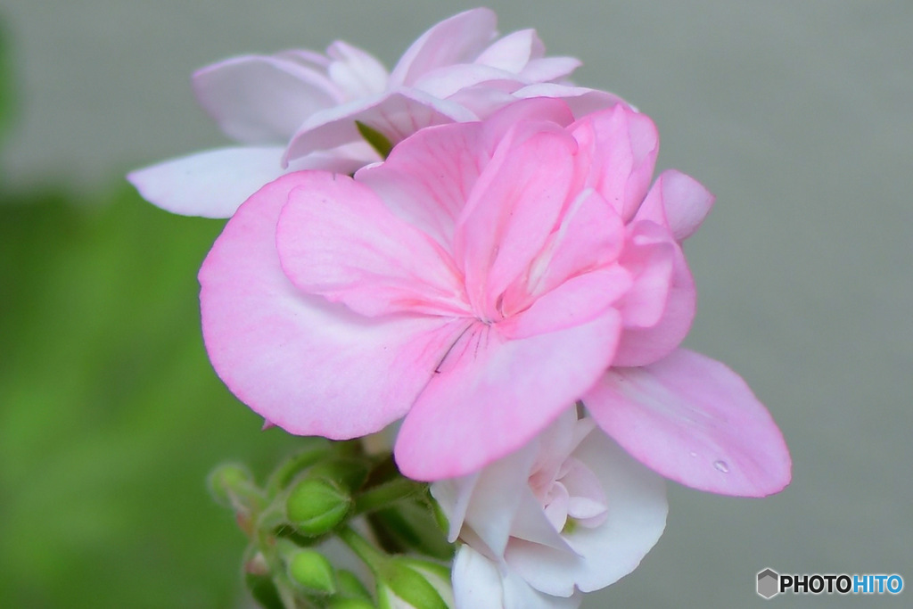 春 庭に咲いた花  