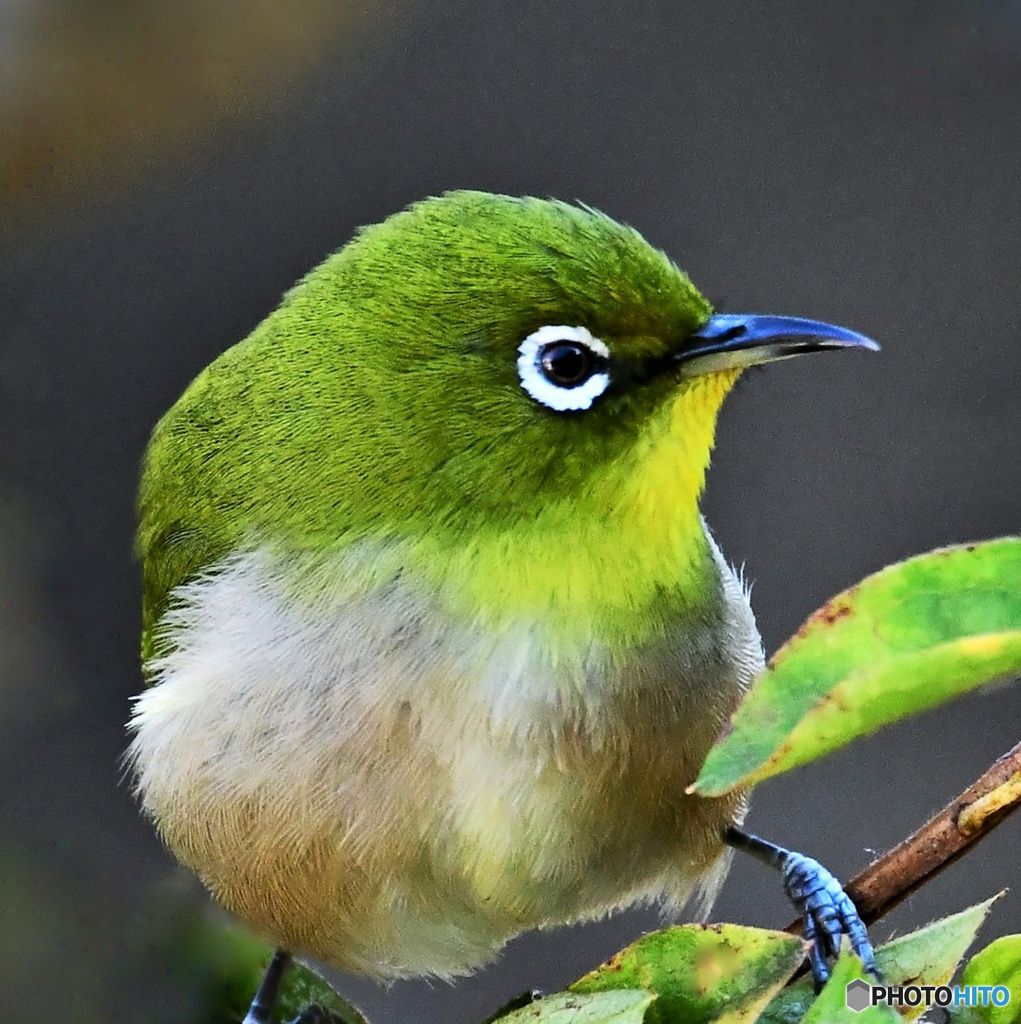 野山の鳥 22-183  メジ君