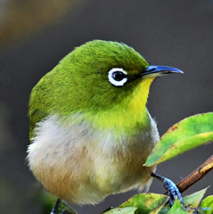 野山の鳥 22-183  メジ君