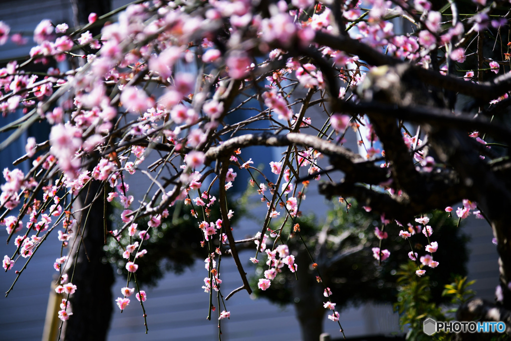 枝垂れ梅の花が日々散り始める 22-108