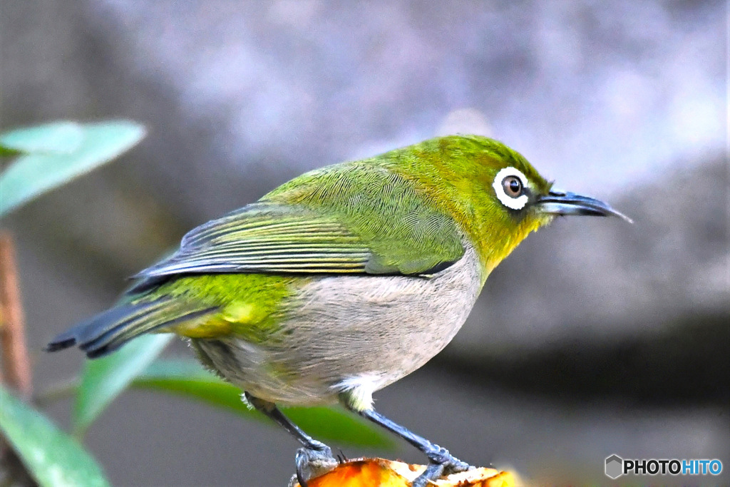 野山の鳥  メジ君