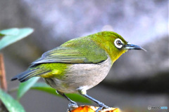 野山の鳥  メジ君 