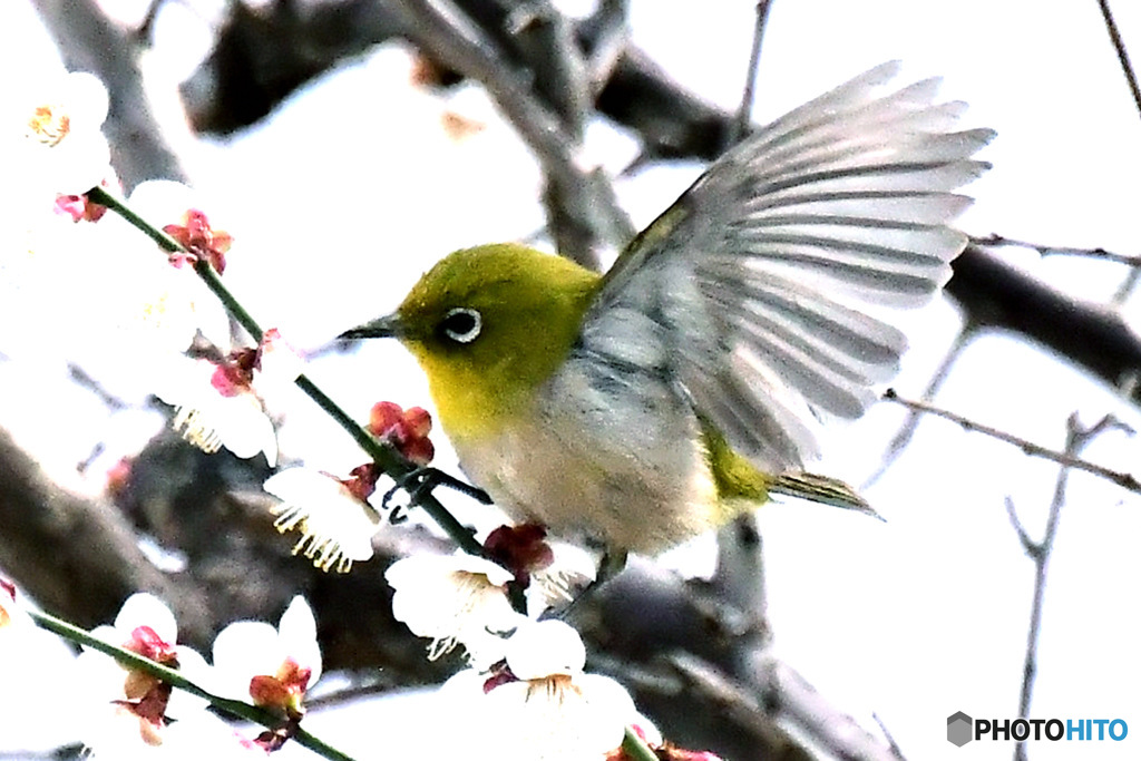 野山の鳥  メジロ