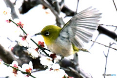 野山の鳥  メジロ 