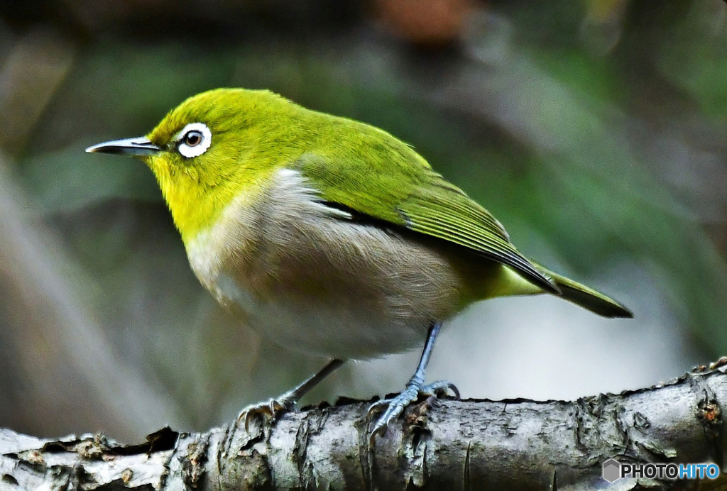 野山の鳥 22-246  メジ君