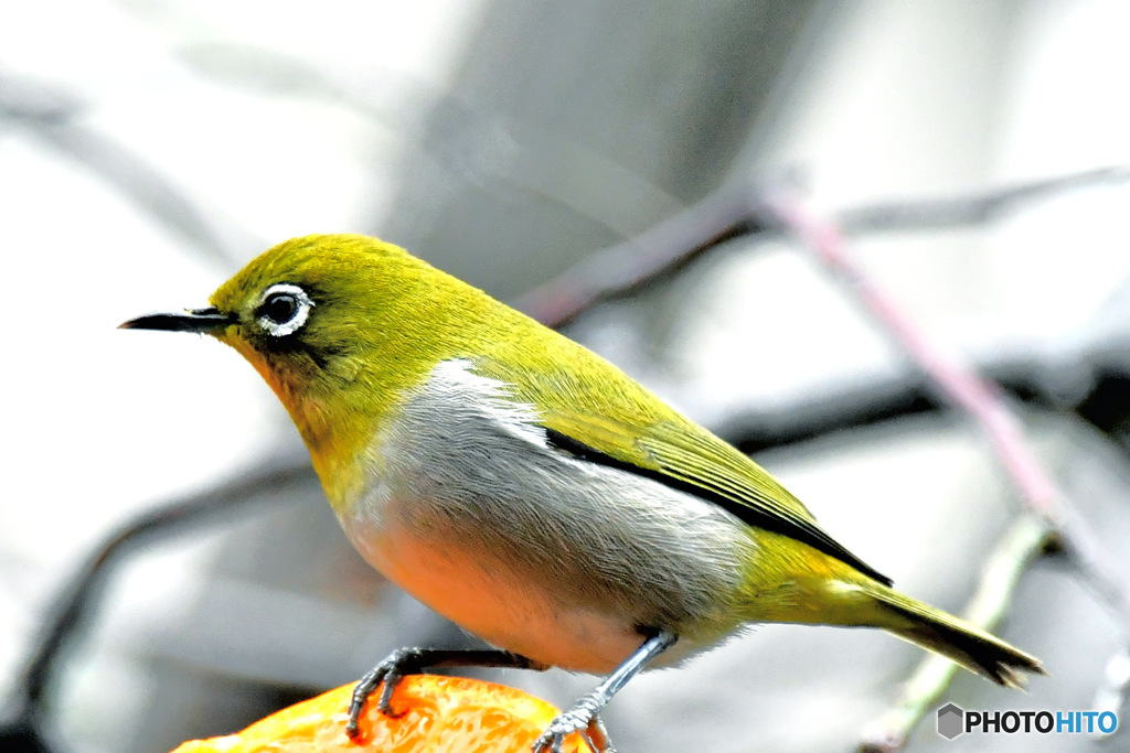 野山の鳥  メジ君
