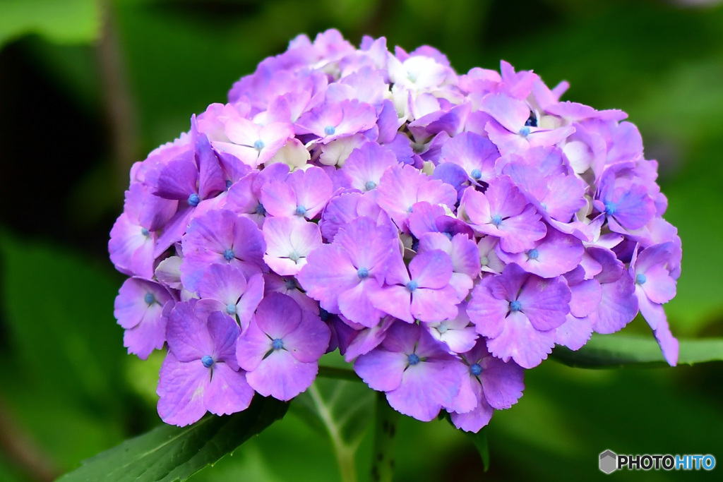 庭に咲いた紫陽花の花 22-332