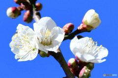 庭に咲いた白梅の花