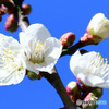 庭に咲いた白梅の花