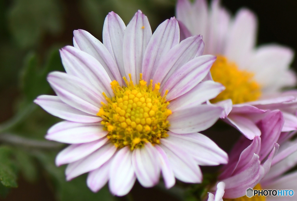 庭に咲いた花 23-312