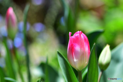  庭に咲き始まる花々 23-093 