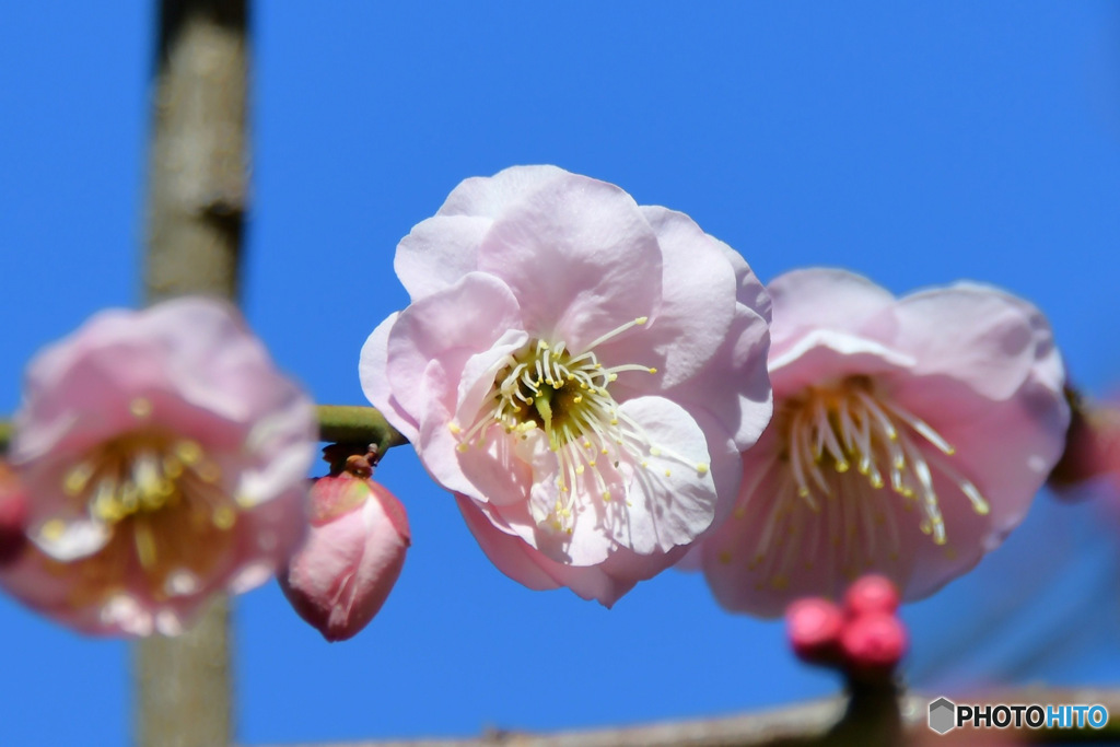 薄紅色の梅の花 