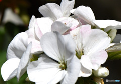 白いゼラニュームの花 22+288