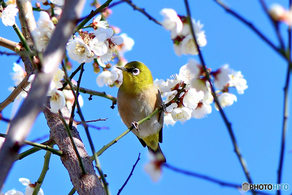 白梅とメジ ロと青空   