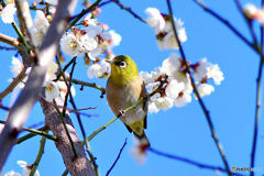 白梅とメジ ロと青空   