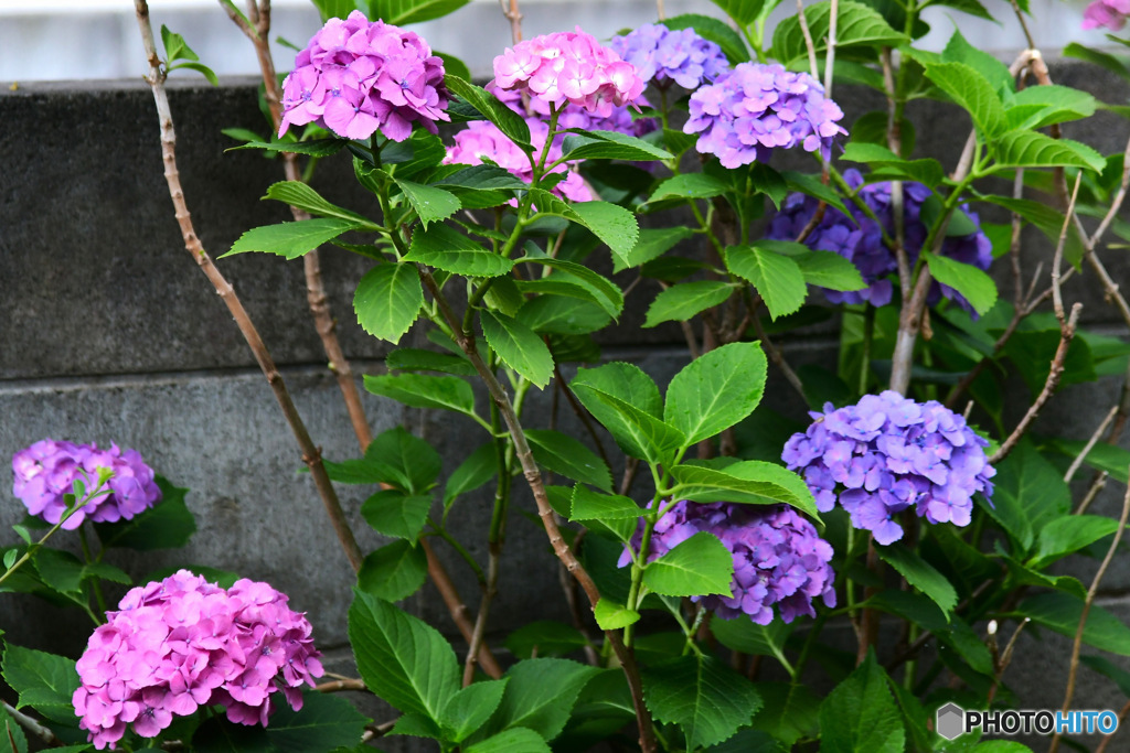 庭に咲いたアジサイの花いろいろ 