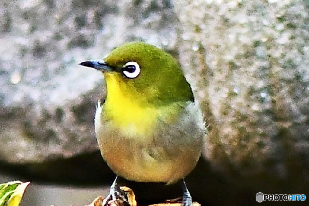 野山の鳥 22-025  メジ君