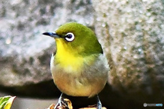 野山の鳥 22-025  メジ君